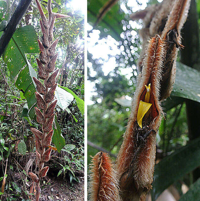 Image de Heliconia vellerigera Poepp.