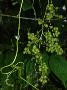 Image of Cissampelos grandifolia Triana & Planch.