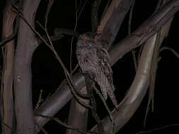 Image of Tawny Frogmouth