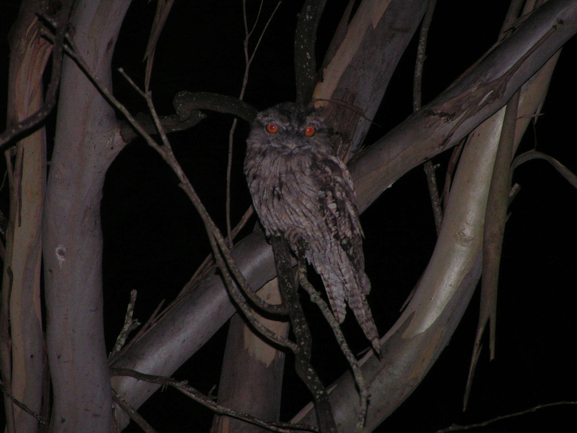 Image of Tawny Frogmouth