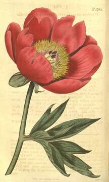 Image of Common Peony