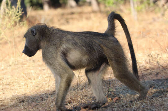 Image de Babouin chacma