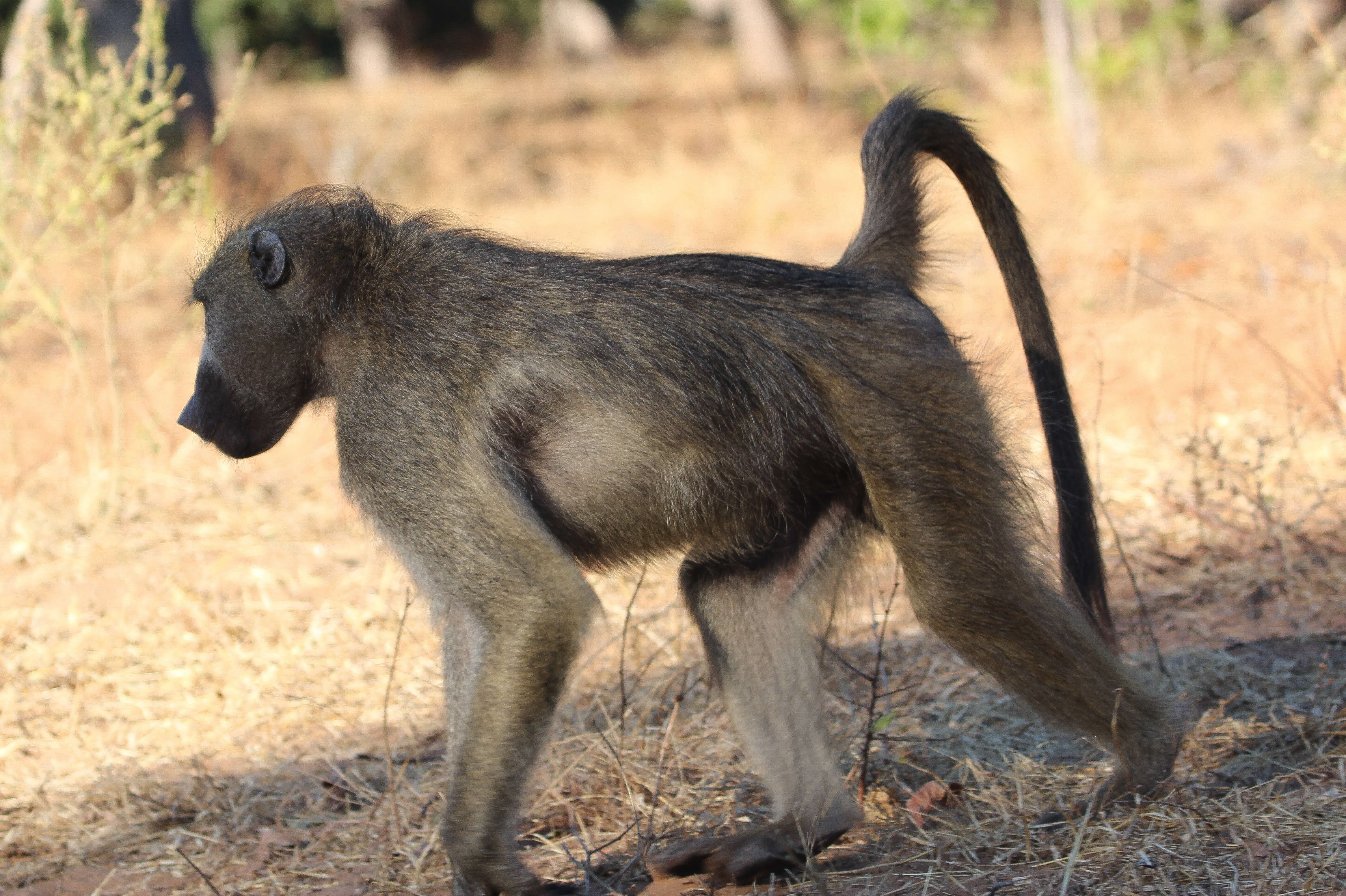 Image of Baboon