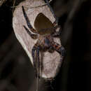 Image of Red Tent Spider