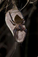 Imagem de Cyrtophora unicolor (Doleschall 1857)