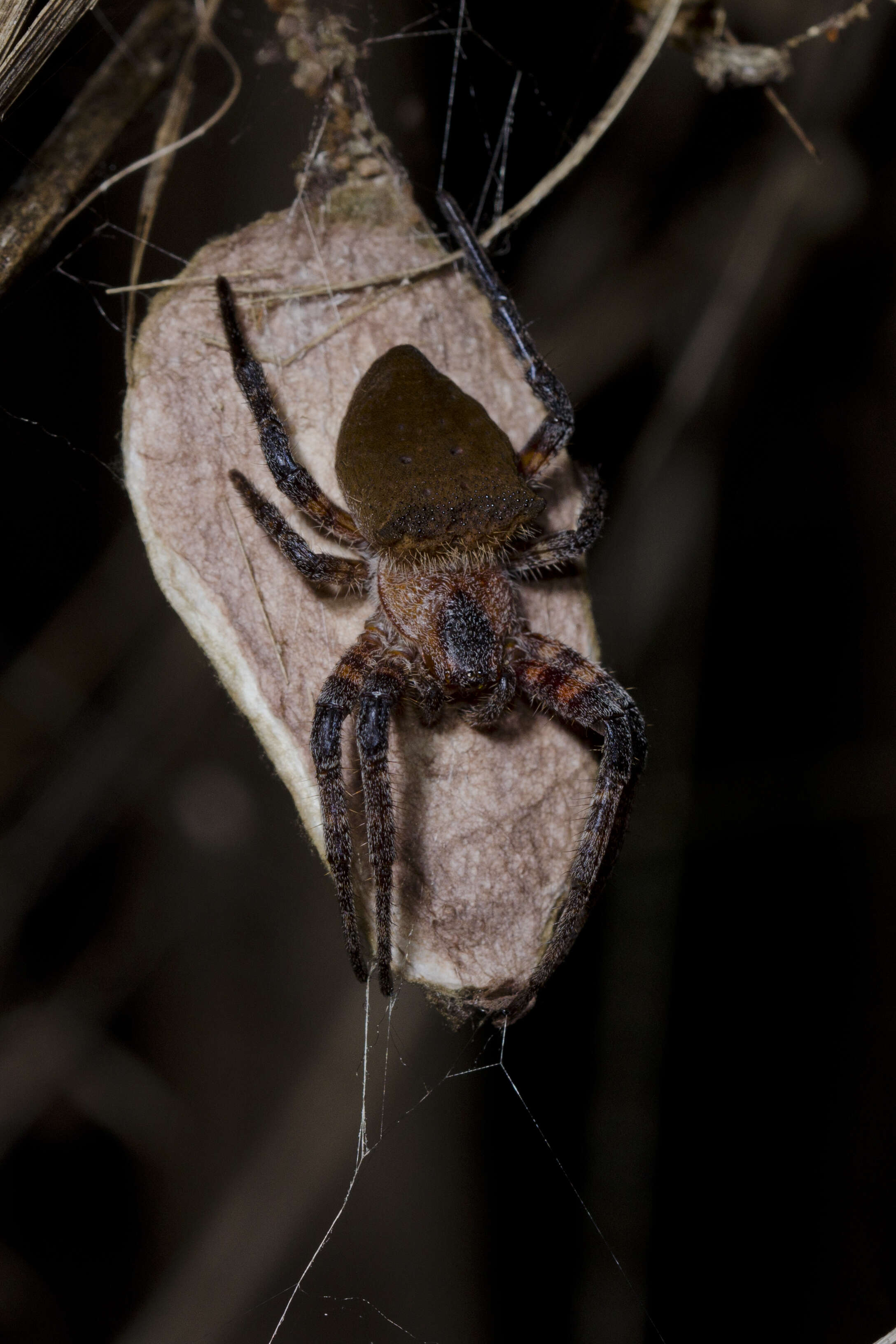 Image of Red Tent Spider
