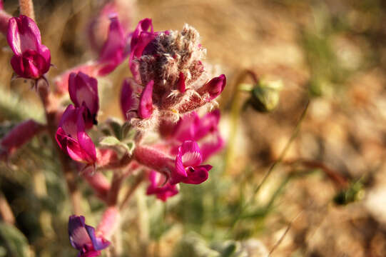 Image of Woolly Locoweed