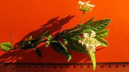 Image of Lantana lucida Schauer