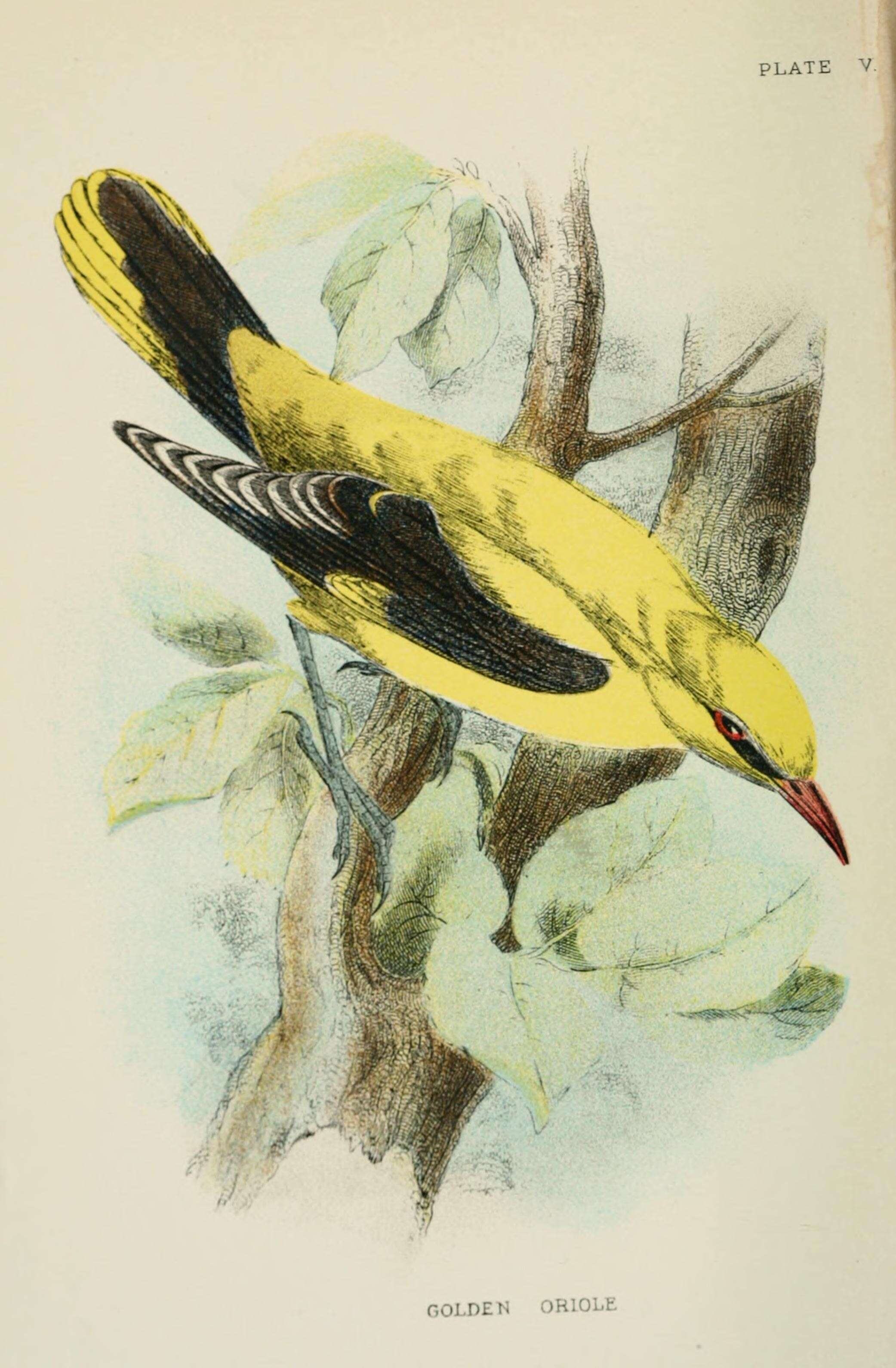 Image of Eurasian Golden Oriole