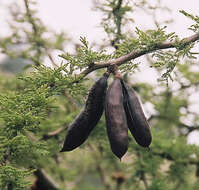 Слика од Vachellia caven (Molina) Seigler & Ebinger