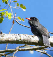 Image of Black-fronted Nunbird