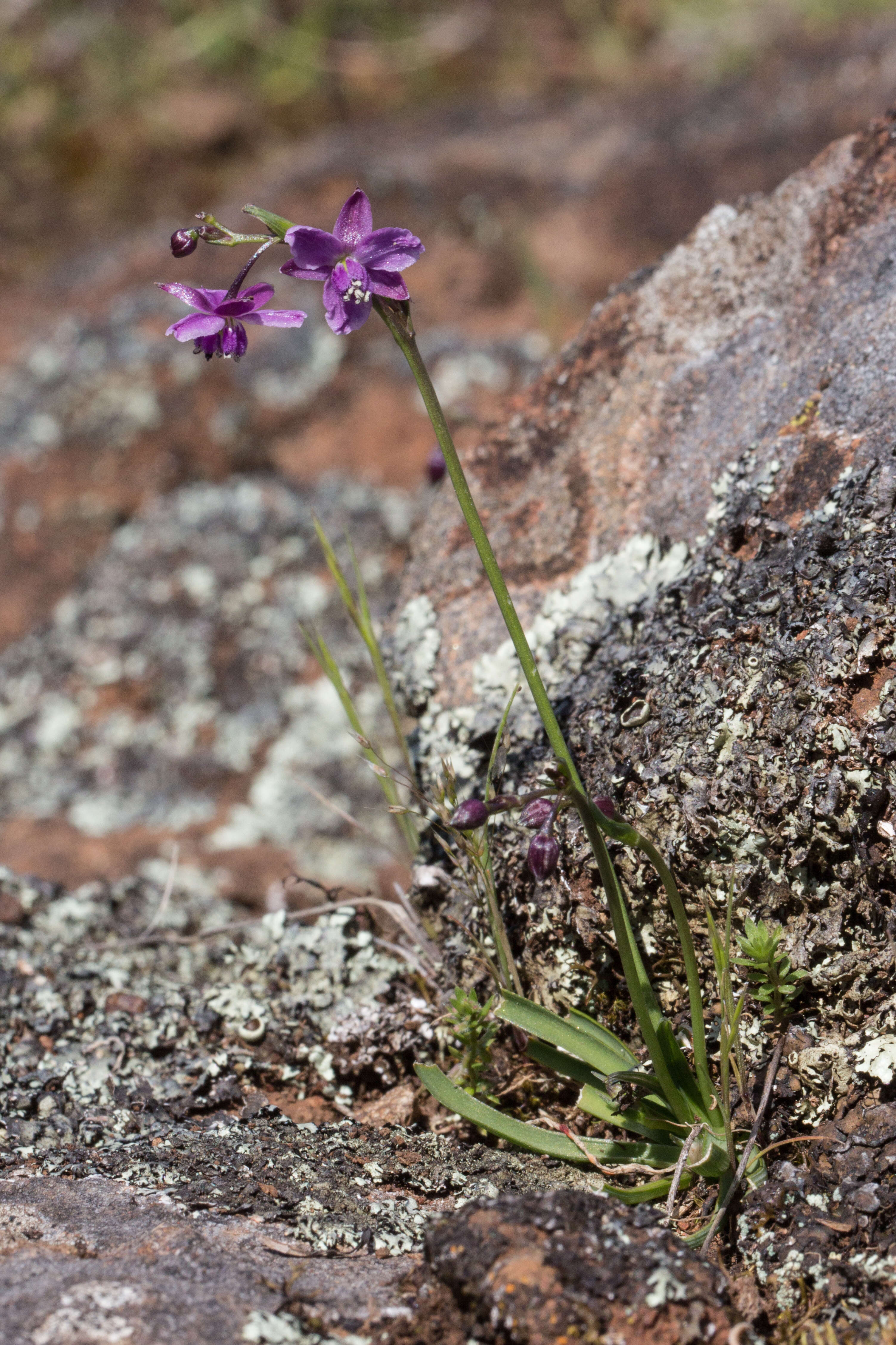 Image of rock lily