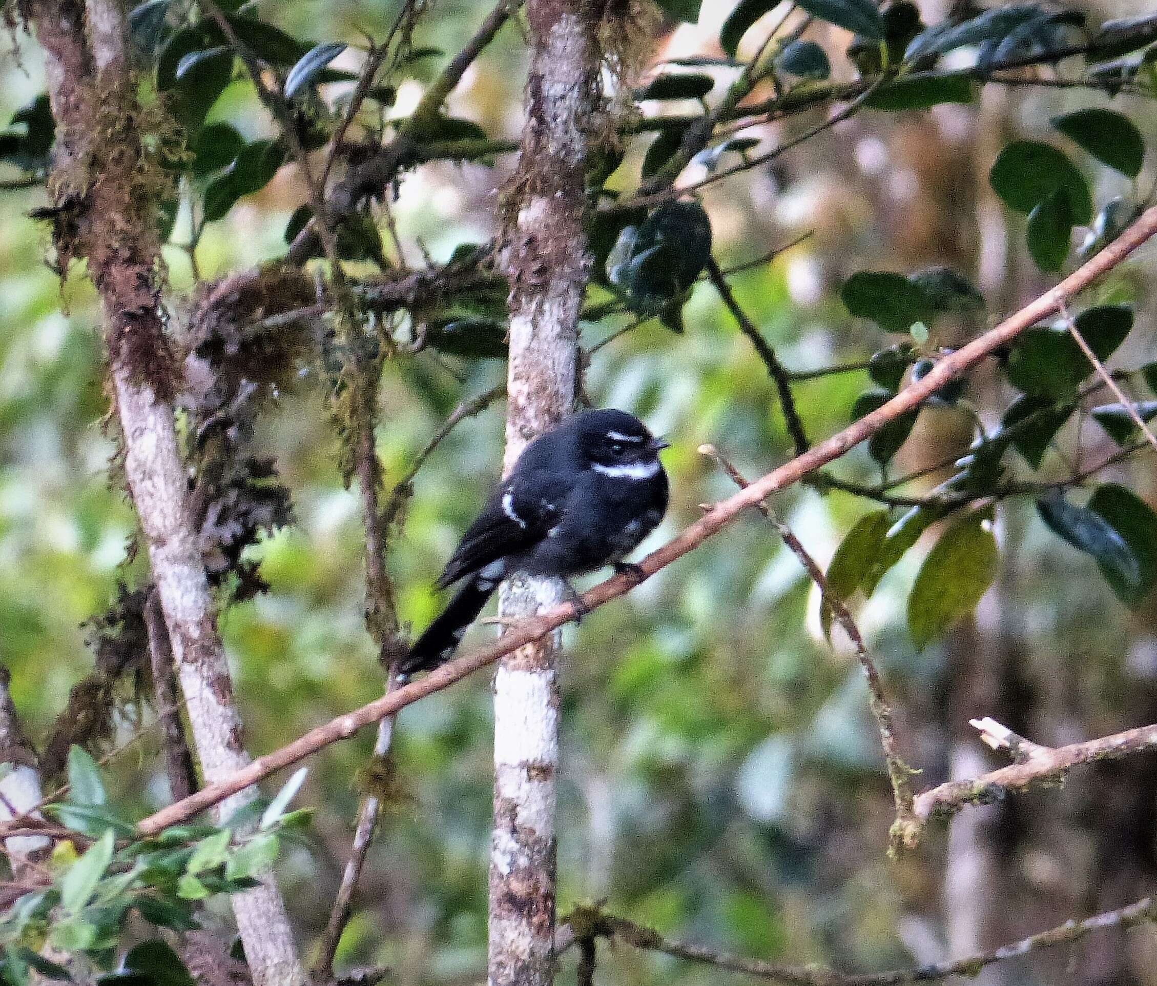 Image of Willie Wagtail