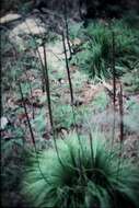 Image of Grass Tree