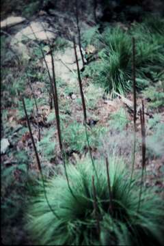 Image of Xanthorrhoea arborea R. Br.