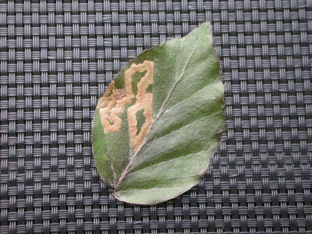 Image of Stigmella hemargyrella (Kollar 1832) Gerasimov 1952