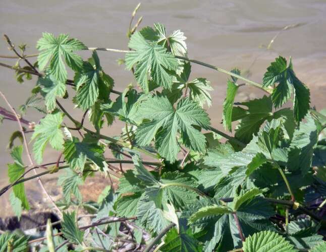 Image of common hop