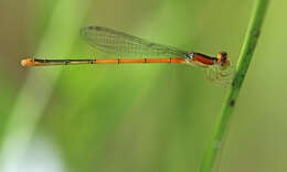 Image of forktail