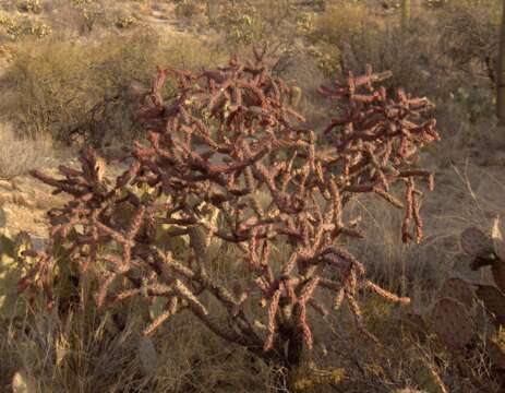 Image of Stag-horn Cholla