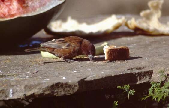 Image of Chestnut Sparrow