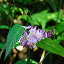 Image of Polygala karensium Kurz