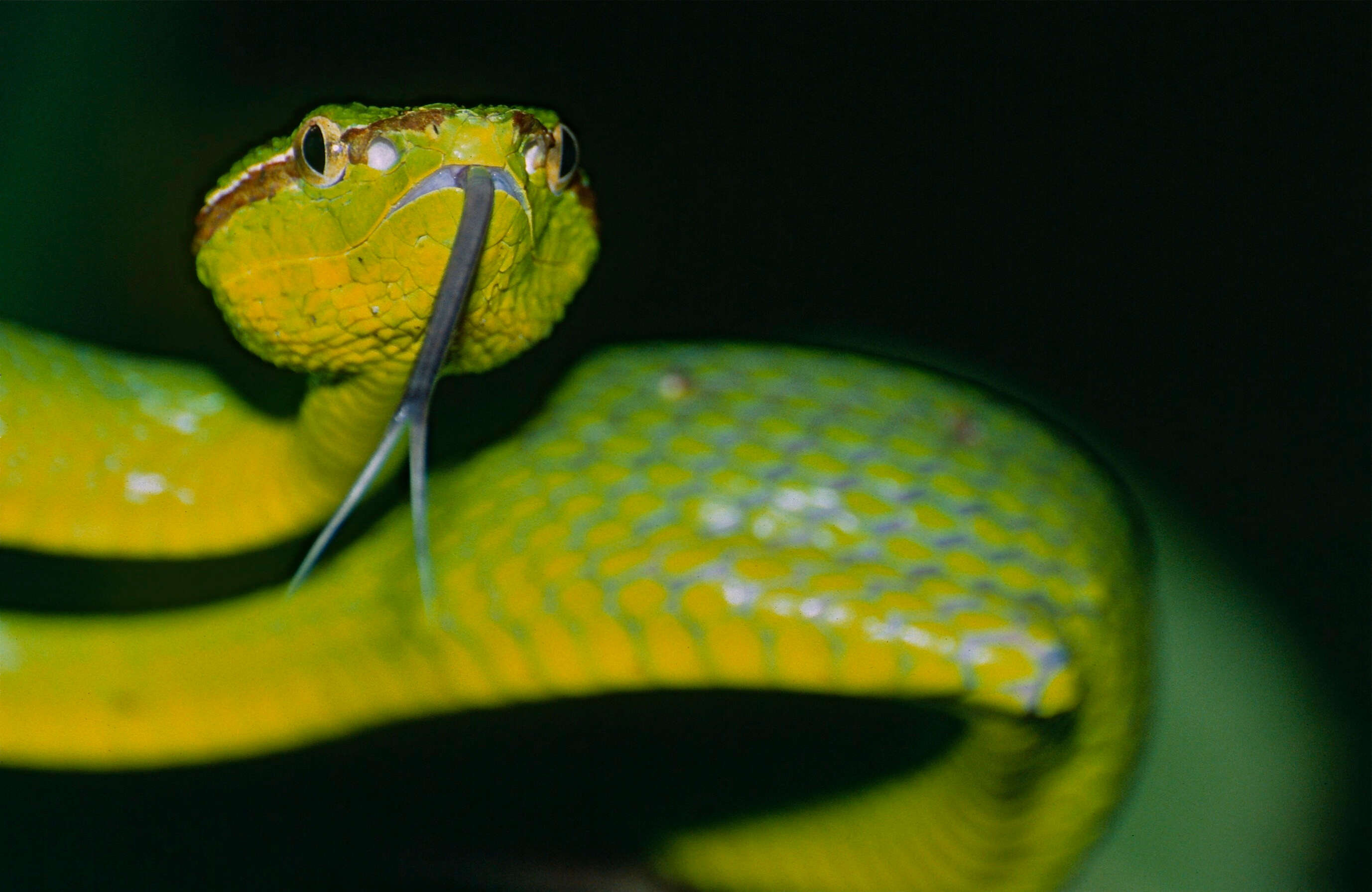 Image de Tropidolaemus subannulatus (Gray 1842)