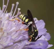 Image of Nomada flavopicta (Kirby 1802)