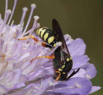 Image de Nomada flavopicta (Kirby 1802)