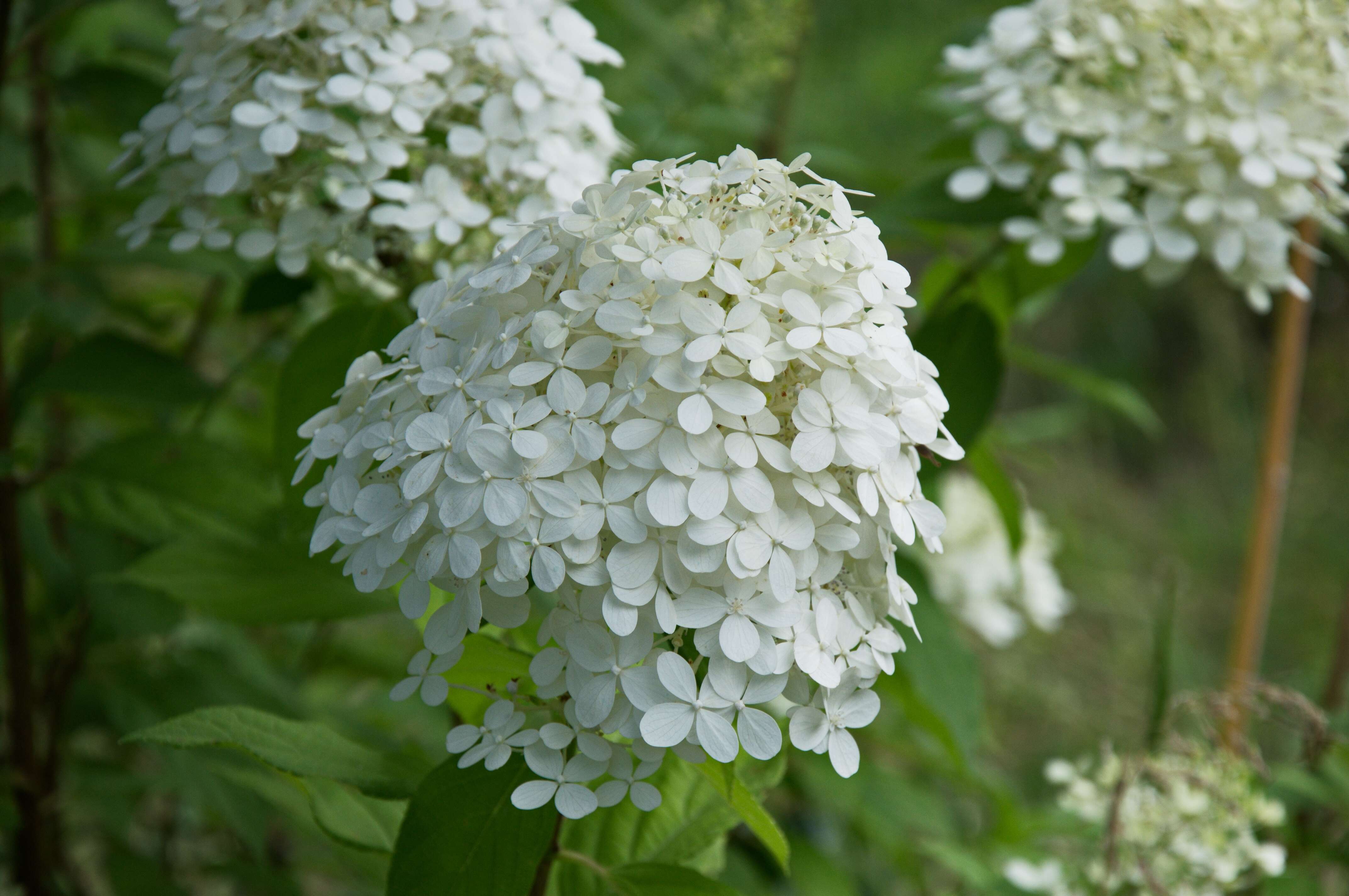 Image of Hydrangeaceae