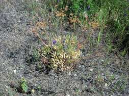 Image of leafy wildparsley