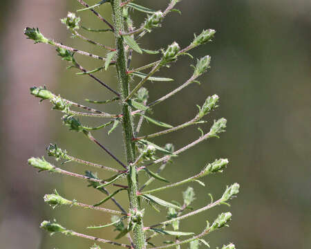 Слика од Liatris gracilis Pursh