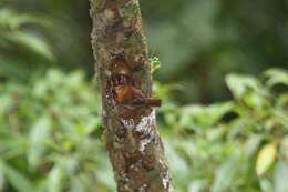 صورة Troglodytes rufociliatus Sharpe 1882