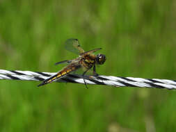 Image of Four-spotted Chaser