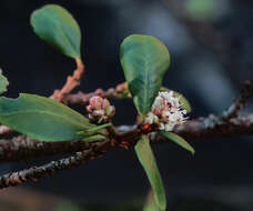 Image of Coyote ceanothus