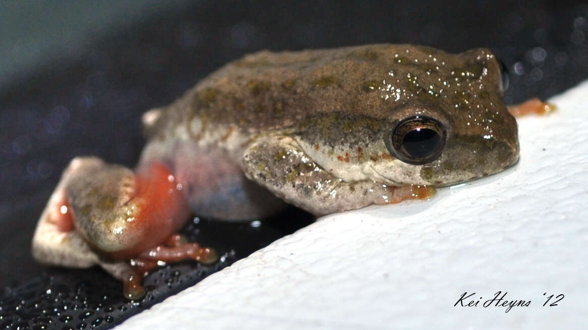 Image of African tree frogs