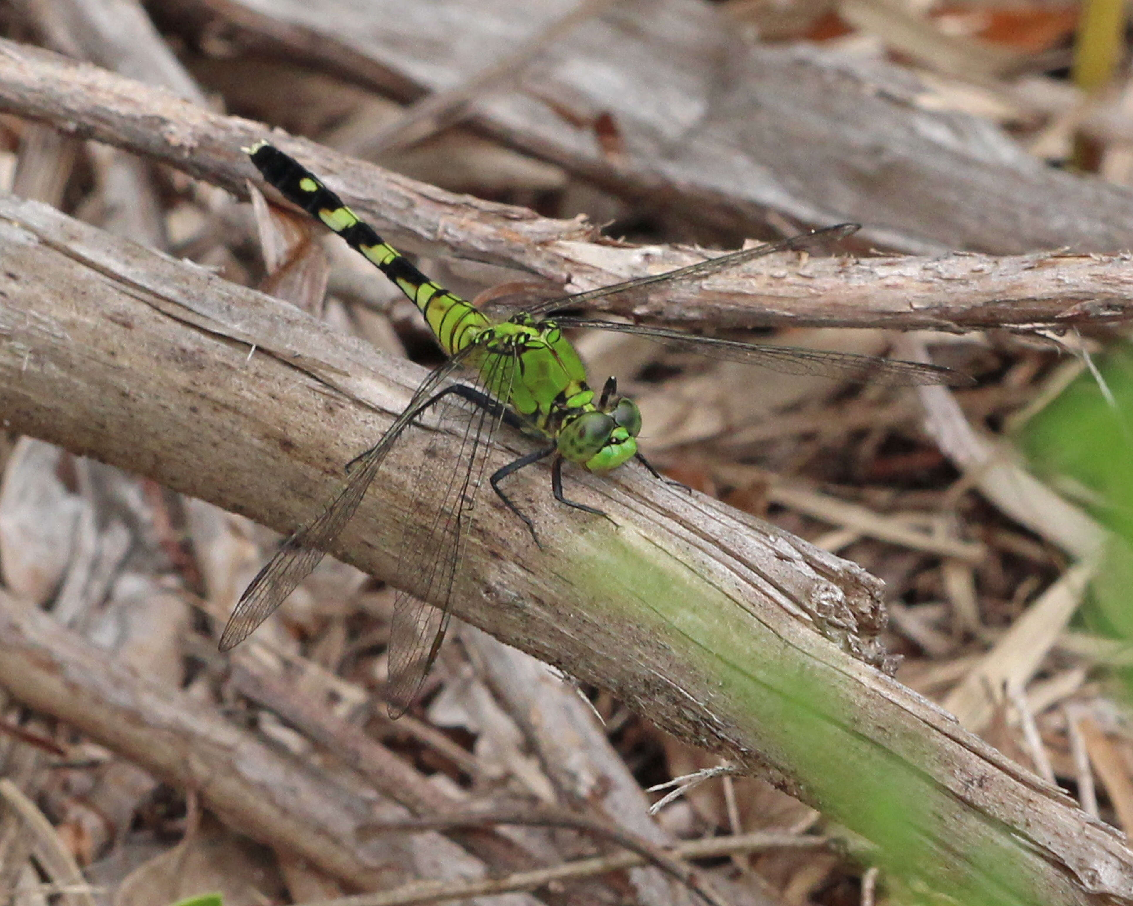 Image of Eastern Pondhawk