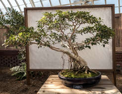 Image of Ficus
