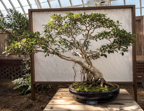 Image of Ficus