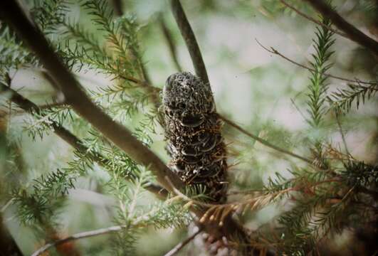 Image of heath-leaf banksia