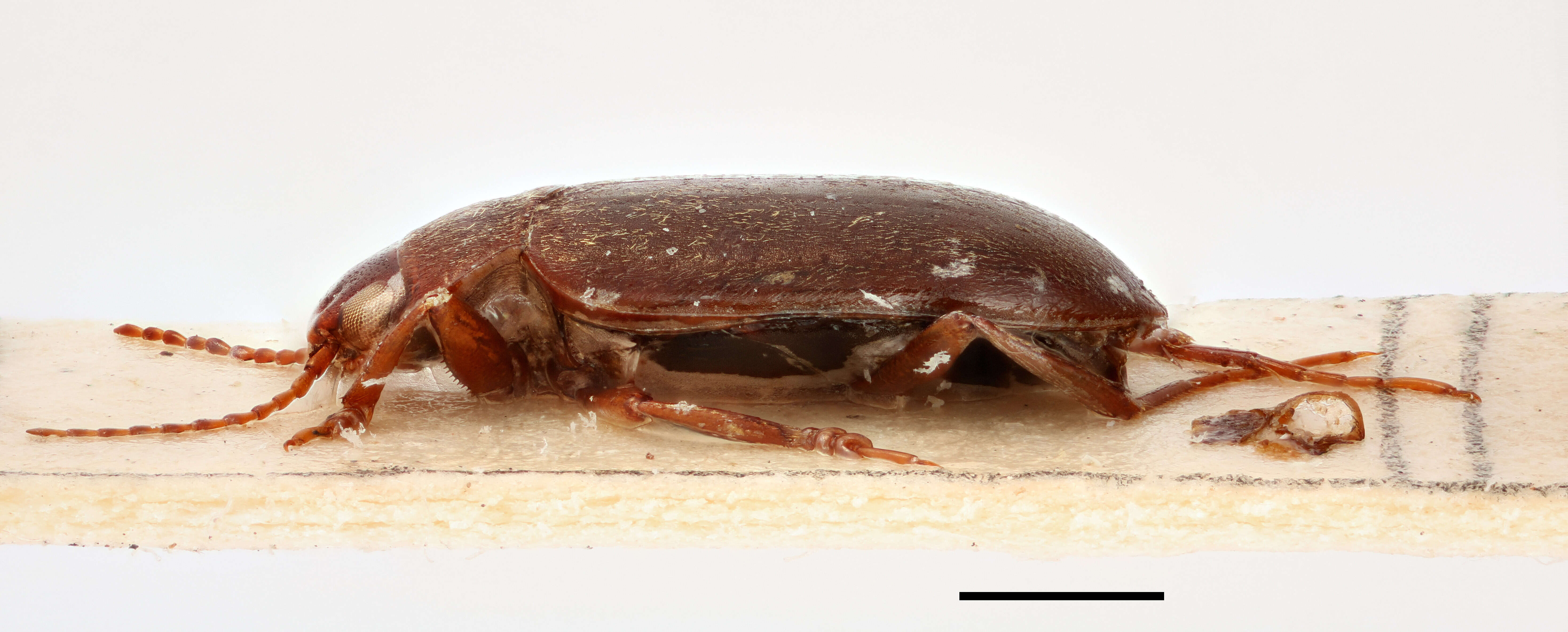 Image of Deronectes