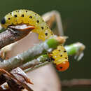Image of Red-headed Pine Sawfly
