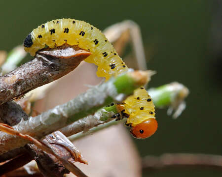 Image of Red-headed Pine Sawfly