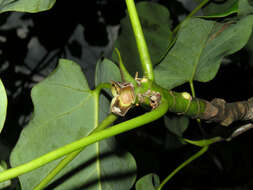 Imagem de Ficus nymphaeifolia Mill.