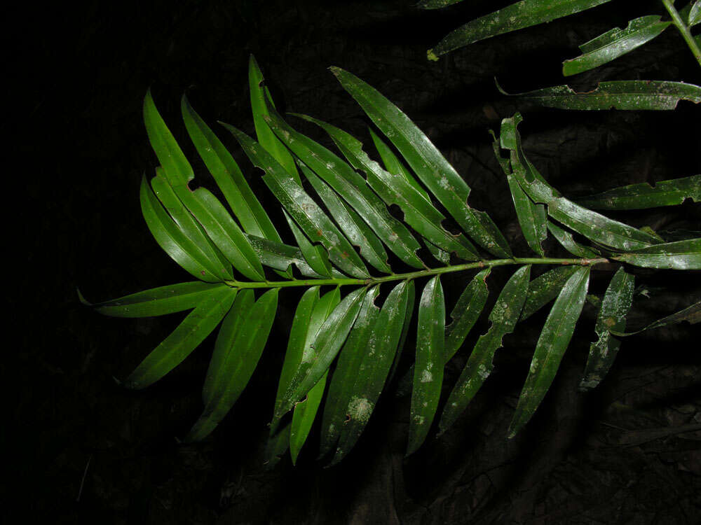 Sivun Podocarpus guatemalensis Standl. kuva