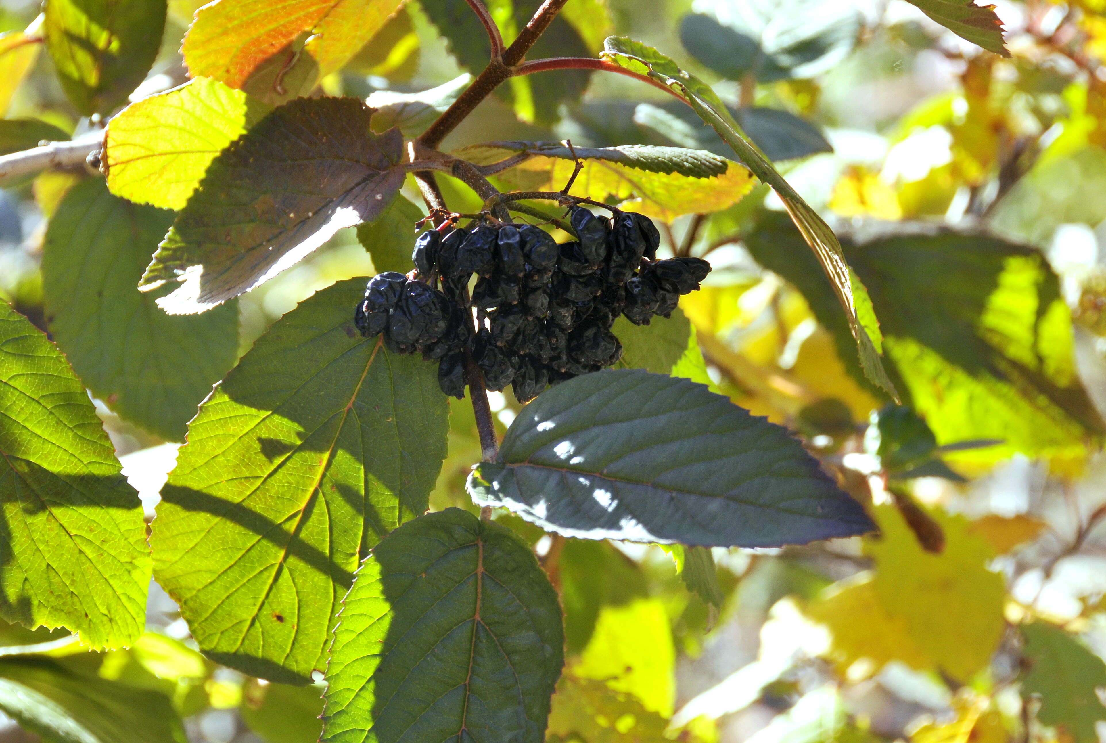 Image of Guelder Rose