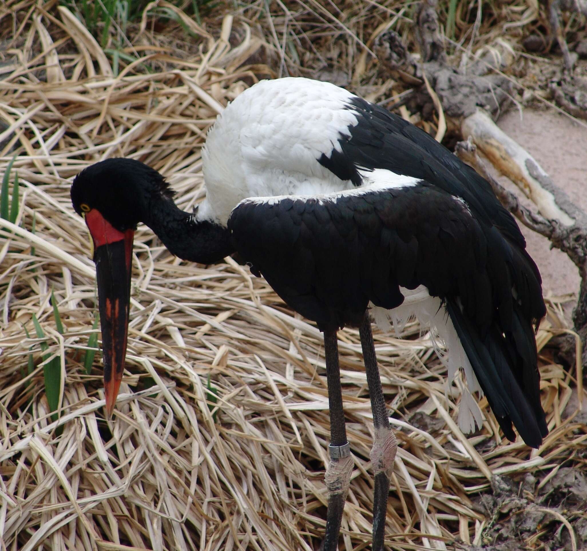 Image of Saddle-billed Stork