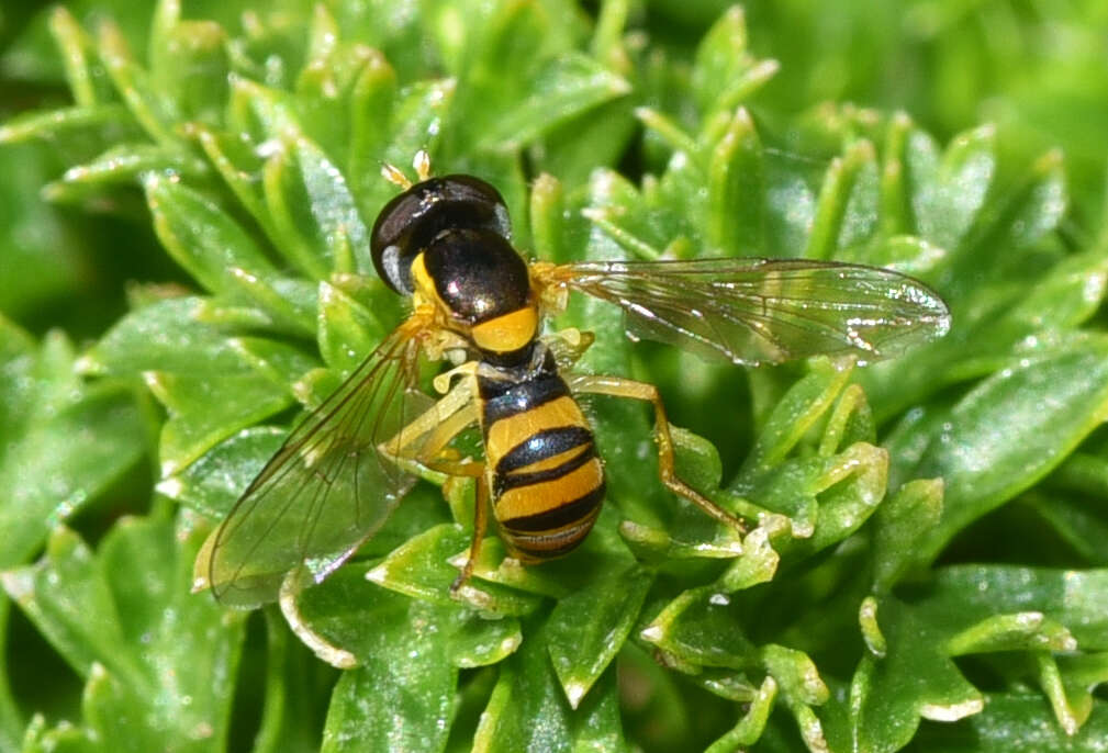 Image of Sphaerophoria macrogaster (Thomson 1869)