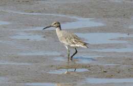 Image of Willet