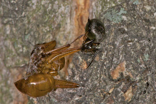 Image de Camponotus americanus Mayr 1862