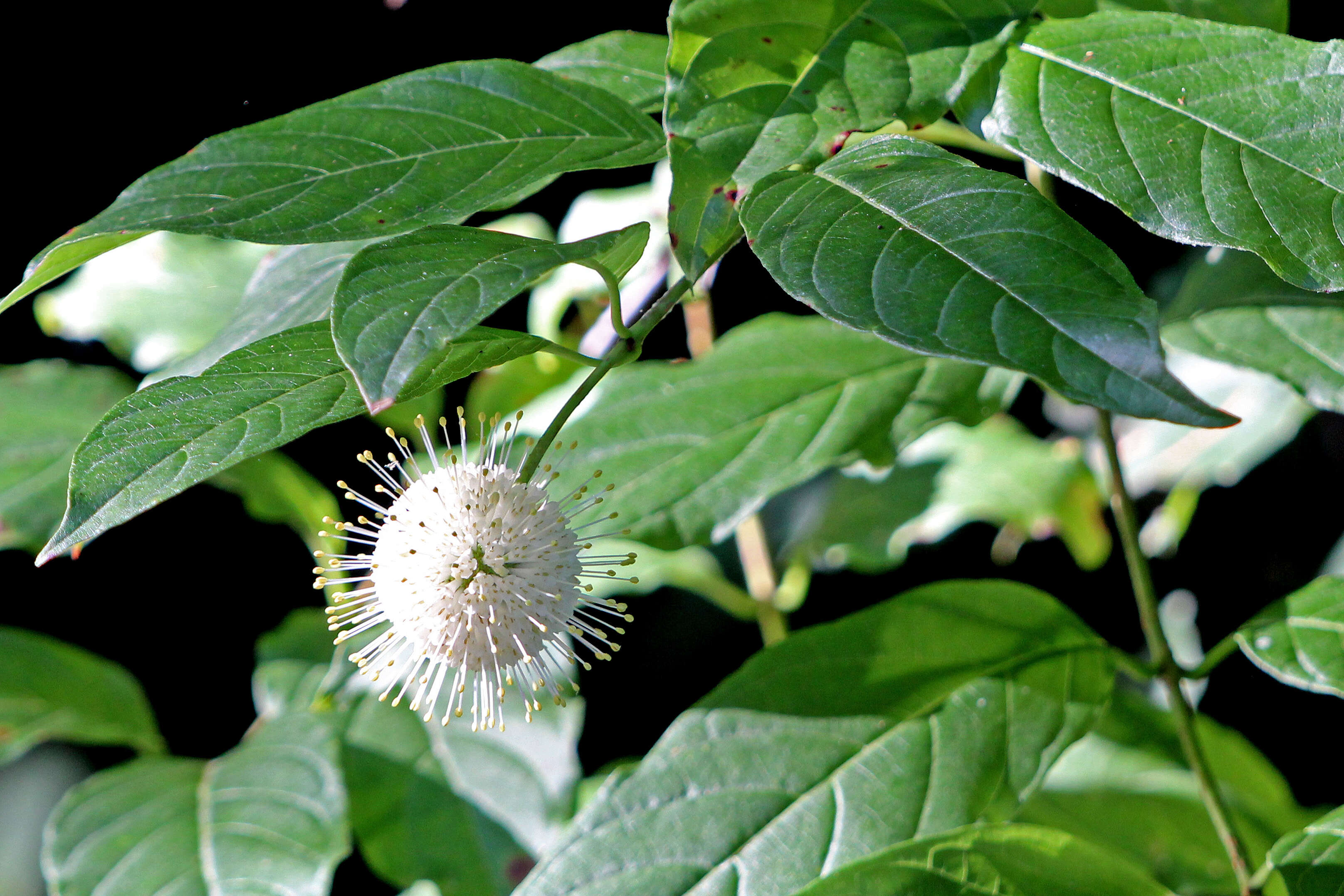 Image of common buttonbush